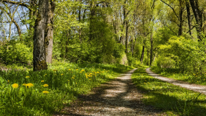 Simply Stride Walking Groups Essex